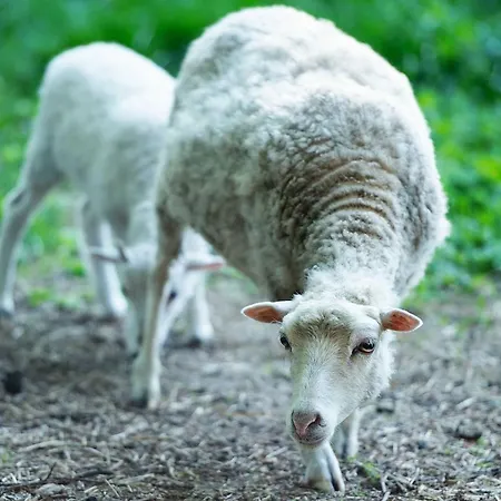Reetdach Nahe Ostseebad Kuehlungsborn Gersdorf (Mecklenburg-Vorpommern)
