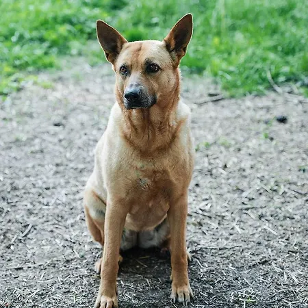 Reetdach Nahe Ostseebad Kuehlungsborn Gersdorf (Mecklenburg-Vorpommern)
