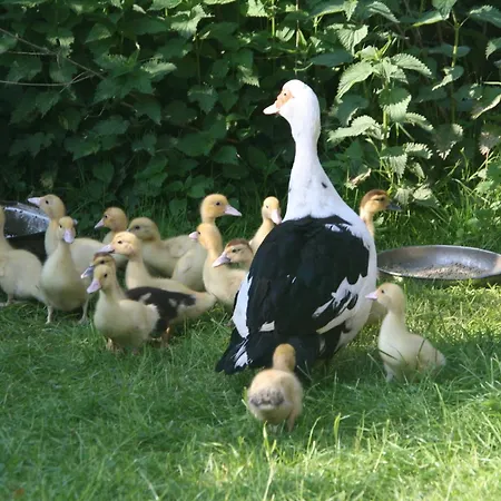 Reetdach Nahe Ostseebad Kuehlungsborn