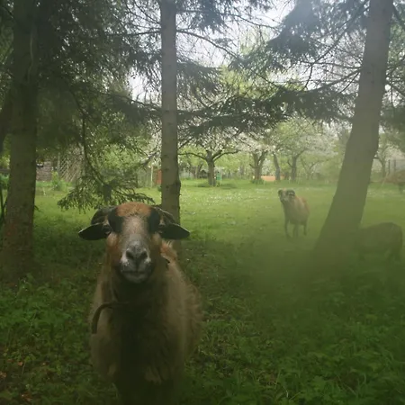 Reetdach Nahe Ostseebad Kuehlungsborn