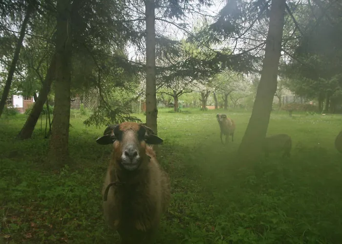 Reetdach Nahe Ostseebad Kuehlungsborn